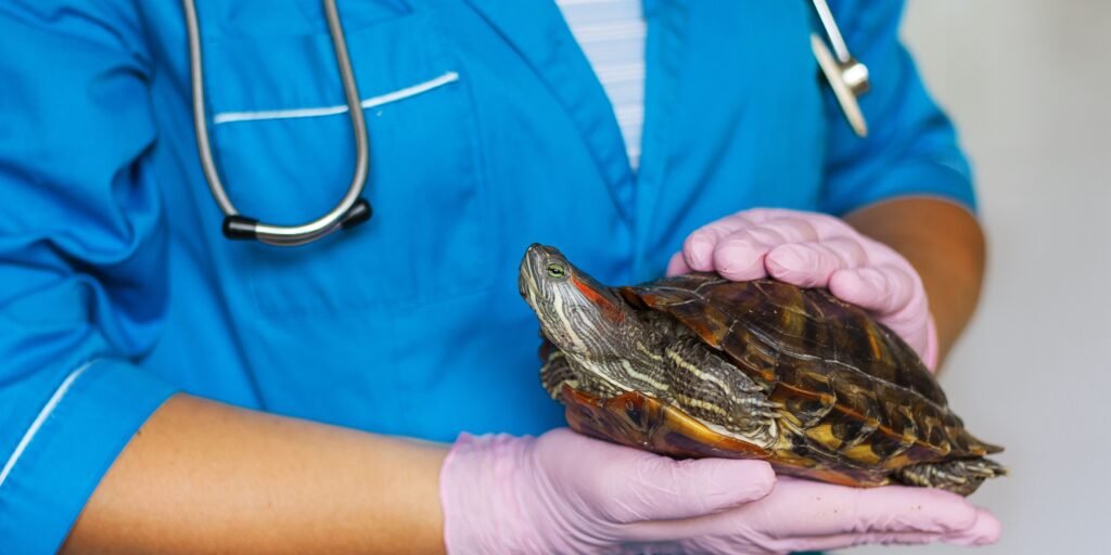 tartaruga no colo de uma veterinária