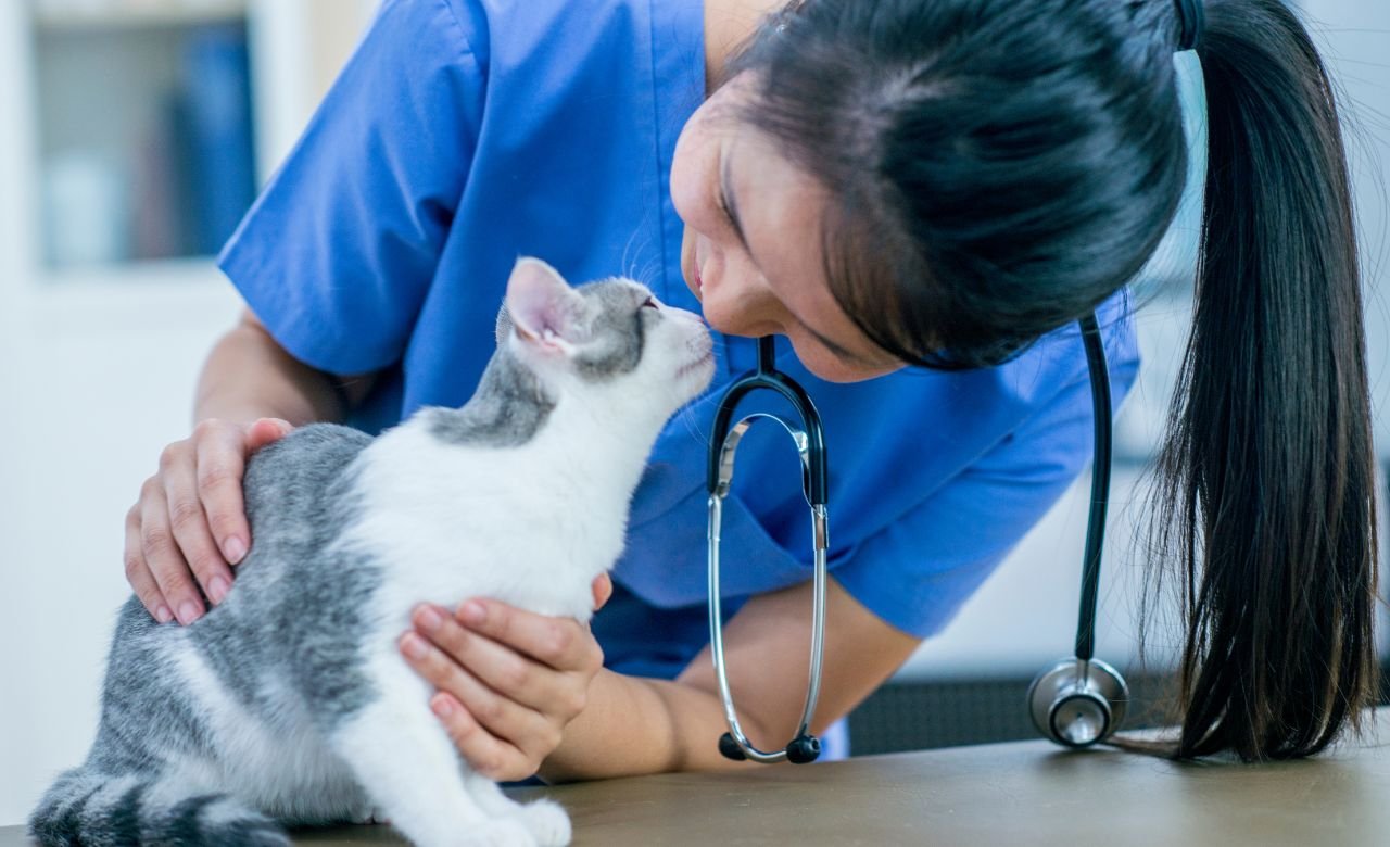 gato com veterinária