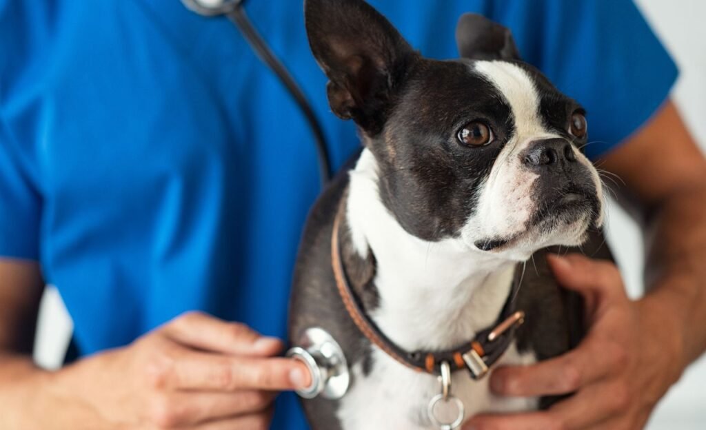 bulldog frances no veterinário