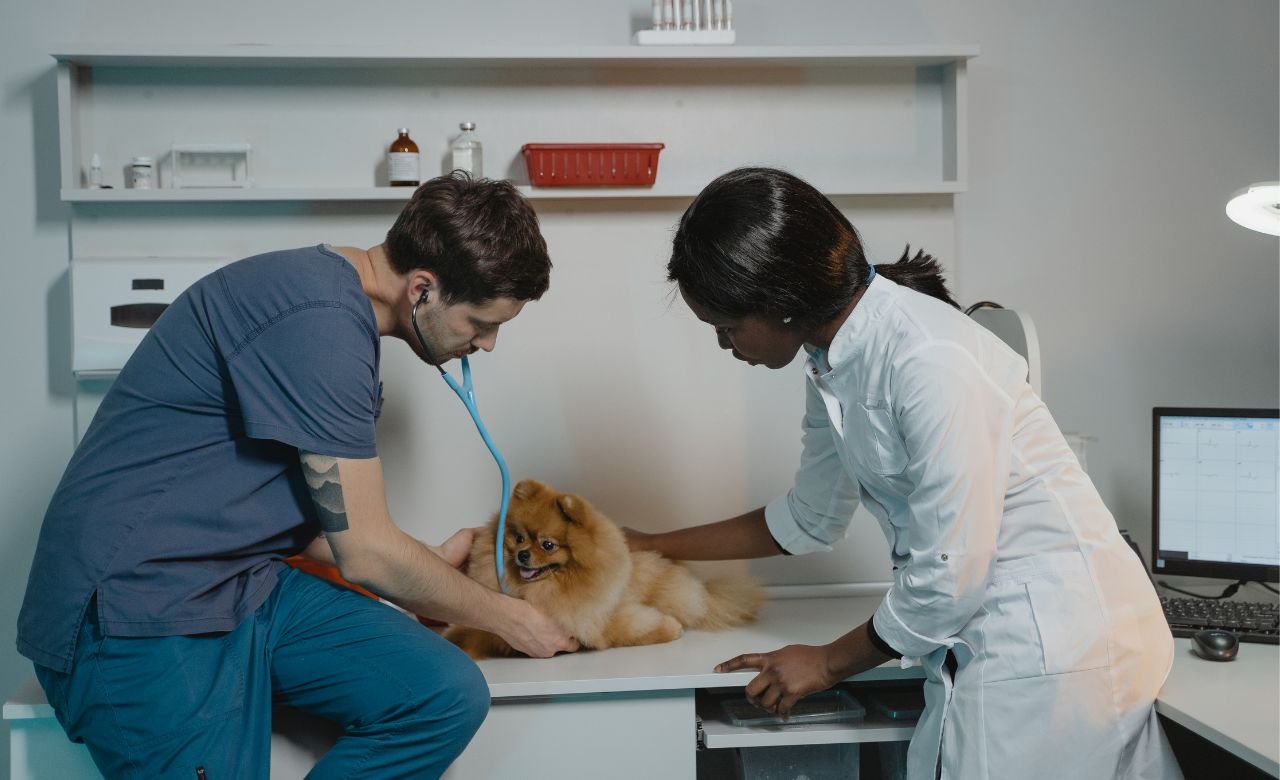 lulu da pomerania no veterinário