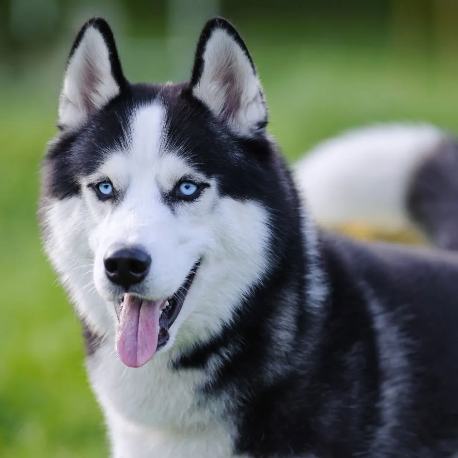 husky siberiano símbolo do pilar de visibilidade referente ao método pet3x