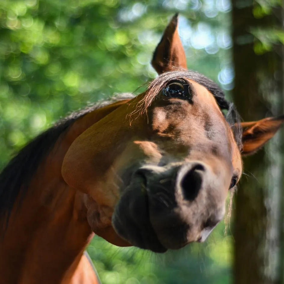 cavalo símbolo do pilar de conversão referente ao método pet3x